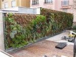 озеленяване на стени